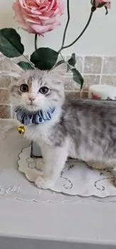 Piano 様のお迎えした子猫