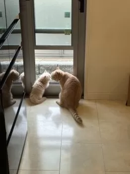 Y.H 様のお迎えした子猫