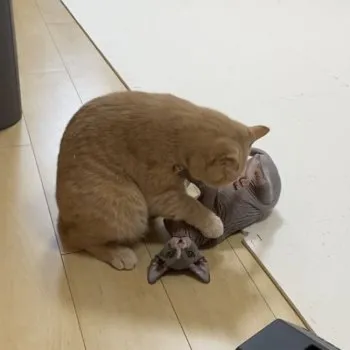 ひまっち 様のお迎えした子猫