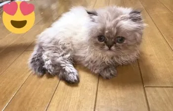 えっか 様のお迎えした子猫