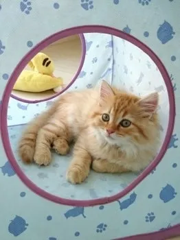 コロ 様のお迎えした子猫
