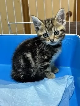 K.Y 様のお迎えした子猫
