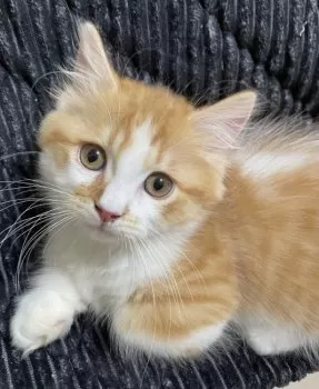 K.W 様のお迎えした子猫