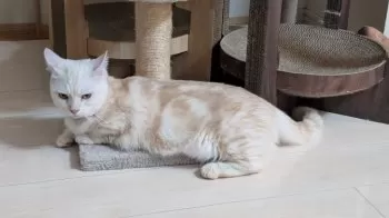 ラテ 様のお迎えした子猫