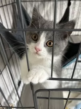 りんご 様のお迎えした子猫