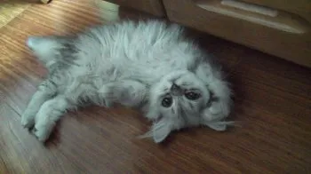 Liebe 様のお迎えした子猫