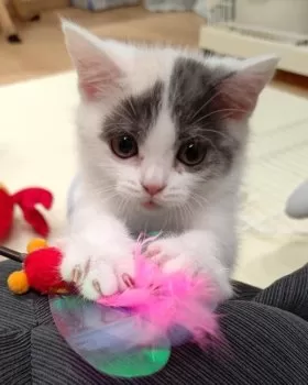 K.Y 様のお迎えした子猫