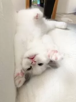 M.T 様のお迎えした子猫