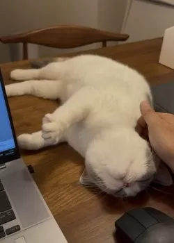 へそまる 様のお迎えした子猫