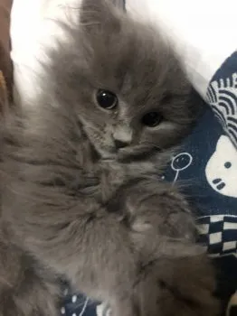 むらさき 様のお迎えした子猫