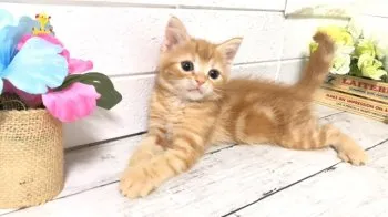N.S 様のお迎えした子猫