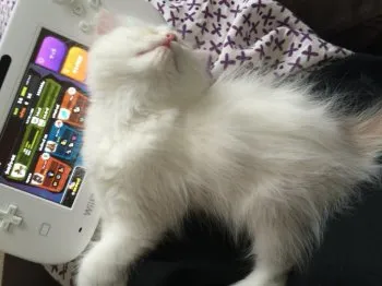 原にゃん 様のお迎えした子猫