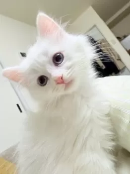 ジャスミン 様のお迎えした子猫