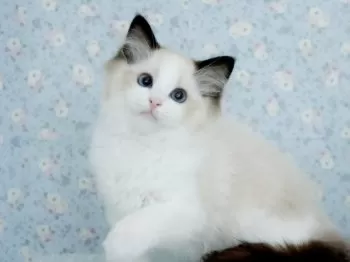 Y.Y 様のお迎えした子猫