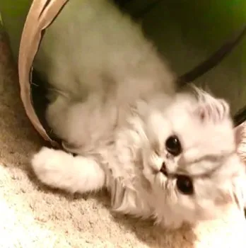 mia 様のお迎えした子猫