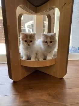 L&P 様のお迎えした子猫