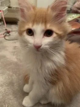 みづき 様のお迎えした子猫