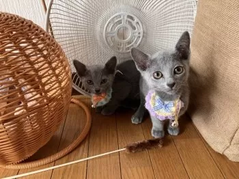 S.O 様のお迎えした子猫