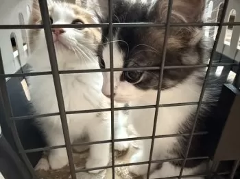 カシワバラ 様のお迎えした子猫