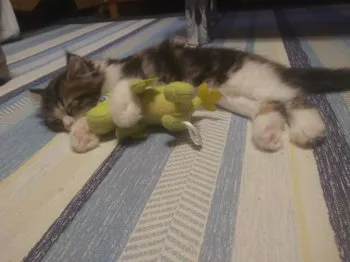 ココア 様のお迎えした子猫