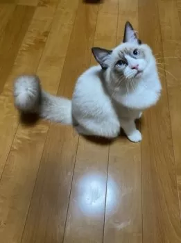Y.T 様のお迎えした子猫