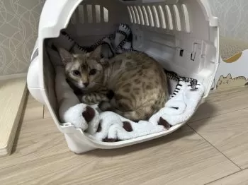 H.N 様のお迎えした子猫
