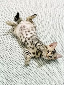 M.Y 様のお迎えした子猫