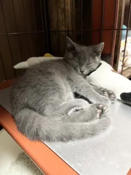 yu-nya 様のお迎えした子猫