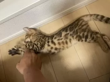 R.M 様のお迎えした子猫