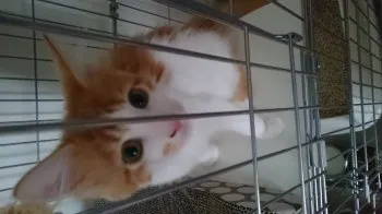 姫ちゃん 様のお迎えした子猫