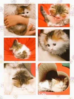 イッシー 様のお迎えした子猫