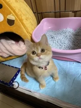 るる 様のお迎えした子猫