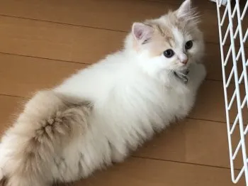 きょん 様のお迎えした子猫