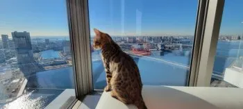 Martin 様のお迎えした子猫