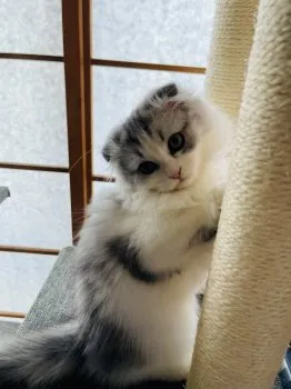 Yuuu 様のお迎えした子猫