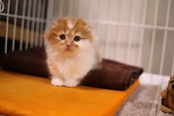 You 様のお迎えした子猫