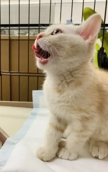 ジュピ 様のお迎えした子猫