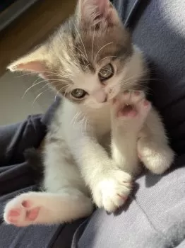 M.Ｉ 様のお迎えした子猫