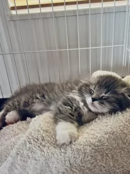 たみー 様のお迎えした子猫