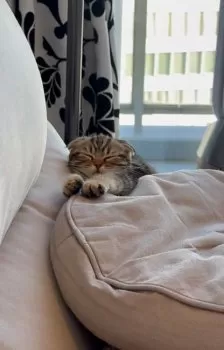 SCM 様のお迎えした子猫