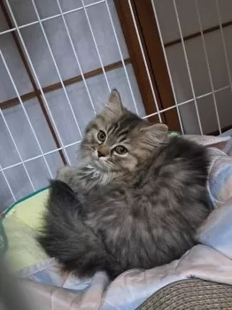 S.T 様のお迎えした子猫