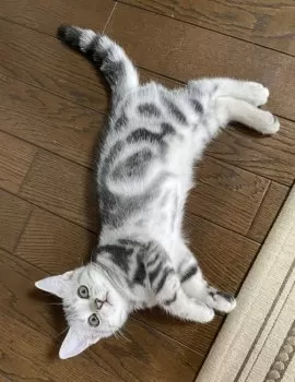 S.K 様のお迎えした子猫