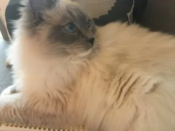 すいか 様のお迎えした子猫