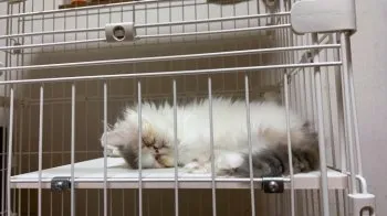 A.N 様のお迎えした子猫