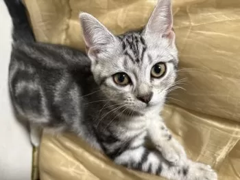 Y.H 様のお迎えした子猫