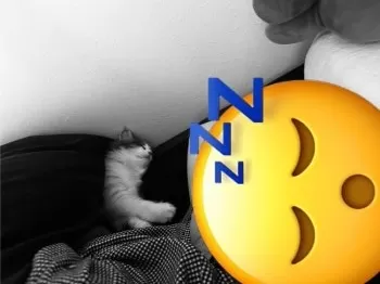 A.K 様のお迎えした子猫