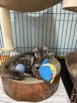 FM 様のお迎えした子猫