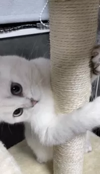 ミヤ 様のお迎えした子猫