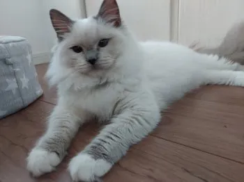 マメ 様のお迎えした子猫