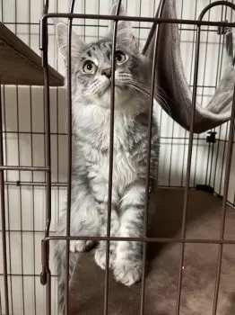 つぶやき 様のお迎えした子猫